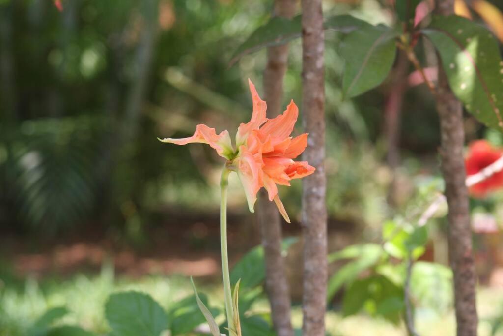 Lush Garden House Near Beaches With Private Pool. Puerto Escondido  Εξωτερικό φωτογραφία
